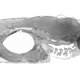 Illustration for article titled This 281-Gigapixel Image Depicts an Entire Animal at the Cellular Level